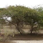 Vachellia nilotica Leaf