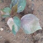 Acalypha wilkesiana Hoja