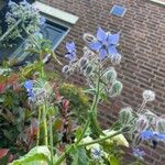 Borago officinalisफूल