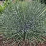 Yucca angustissima Leaf