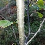 Rhamnus alpina Bark