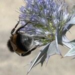 Eryngium maritimum Цвят