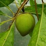 Pouteria campechiana Frukt