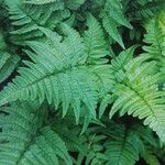 Dryopteris sublacera