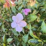 Brunfelsia uniflora Flor