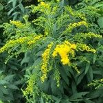 Solidago canadensisKwiat