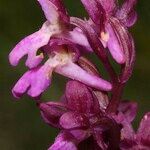 Orchis spitzelii Квітка