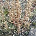 Dysphania botrys Mbuma