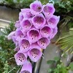 Digitalis thapsi 花