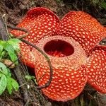 Rafflesia arnoldi 花