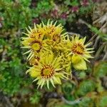 Sempervivum wulfenii