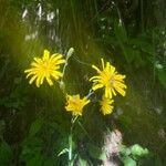 Hieracium lachenaliiFlower