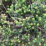 Empetrum nigrum Hoja