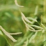 Eragrostis barrelieri Плод