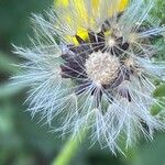 Picris hieracioides Fruit