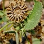 Abutilon mauritianum Froito