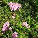 Centaurium erythraea 整株植物