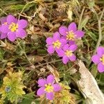 Spergula purpurea Квітка