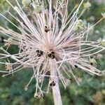 Allium cristophii फल