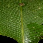 Calathea guzmanioides Leaf