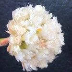 Armeria arenaria Virág