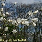 Magnolia salicifolia その他の提案