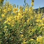 Genista florida Flower