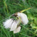 Eriophorum latifolium Květ