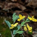 Corydalis flavula Habit