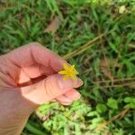 Hypoxis decumbens Flower