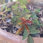 Rosa abietina Leaf