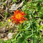 Crepis aurea Blüte