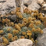 Eriogonum gilmanii