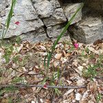 Lathyrus nissolia Habitus