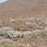 Euphorbia handiensis Habitat