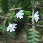 Angraecum distichum Floare