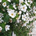 Sutera cordata Fula