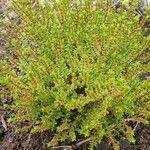 Hebe cupressoides 葉