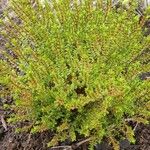 Veronica cupressoides Leaf