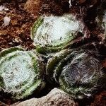 Crassula barbata Hábito