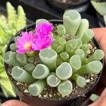 Frithia pulchra 葉