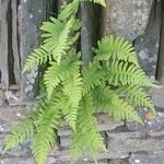 Polypodium interjectum ശീലം