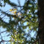 Larix occidentalis Leaf