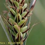 Carex buxbaumii Plod