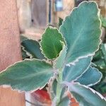 Kalanchoe laxifloraFulla