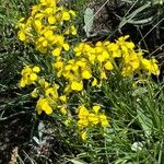 Erysimum rhaeticumFleur