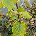 Actinidia chinensisLevél