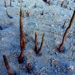 Avicennia marina 樹皮