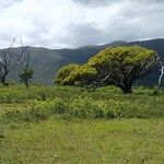 Acacia spirorbis Alkat (teljes növény)