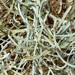 Cneorum pulverulentum Yaprak